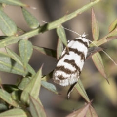 Philobota impletella Group at Mount Clear, ACT - 17 Dec 2021 11:41 AM