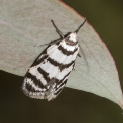 Philobota impletella Group at Mount Clear, ACT - 17 Dec 2021