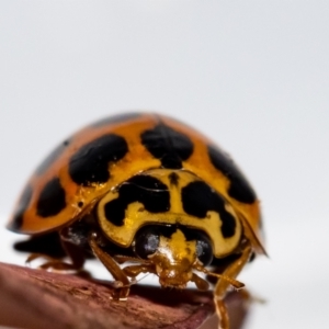 Harmonia conformis at Jerrabomberra, NSW - 6 Dec 2021