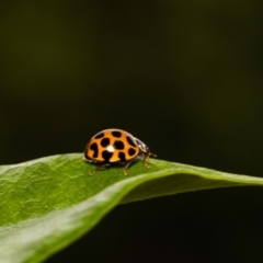 Harmonia conformis at Jerrabomberra, NSW - 6 Dec 2021