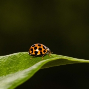 Harmonia conformis at Jerrabomberra, NSW - 6 Dec 2021