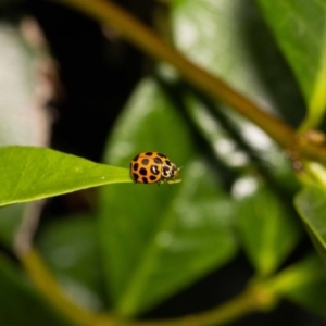 Harmonia conformis at Jerrabomberra, NSW - 6 Dec 2021