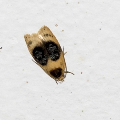 Garrha ocellifera (A concealer moth) at Higgins, ACT - 3 Jan 2022 by AlisonMilton