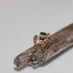 Opisthoncus sp. (genus) (Unidentified Opisthoncus jumping spider) at Jerrabomberra, NSW - 6 Dec 2021 by MarkT