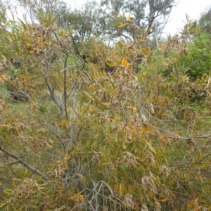 Acacia lanigera var. lanigera at Stromlo, ACT - 7 Jan 2022