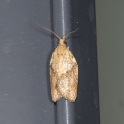 Epiphyas postvittana (Light Brown Apple Moth) at Higgins, ACT - 31 Dec 2021 by AlisonMilton