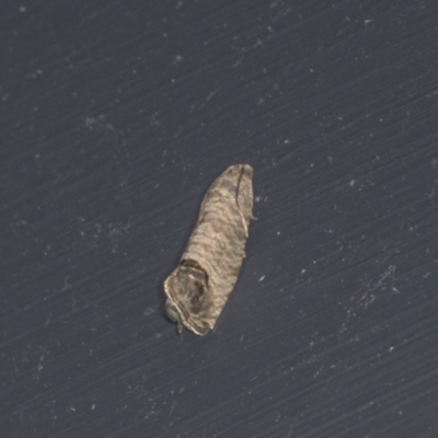 Cydia pomonella (Codling Moth) at Higgins, ACT - 2 Jan 2022 by AlisonMilton