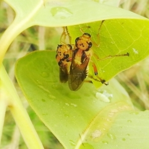 Pseudoperga lewisii at Stromlo, ACT - suppressed