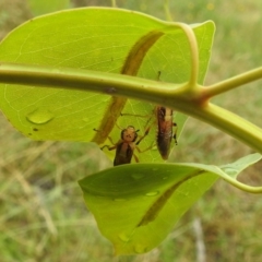 Pseudoperga lewisii at Stromlo, ACT - suppressed