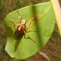 Pseudoperga lewisii at Stromlo, ACT - suppressed