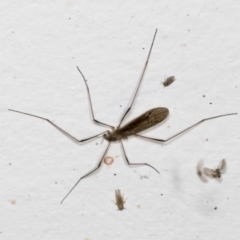 Limoniidae (family) (Unknown Limoniid Crane Fly) at Higgins, ACT - 1 Jan 2022 by AlisonMilton