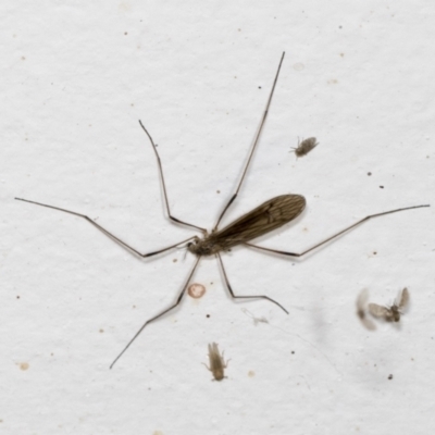 Limoniidae (family) (Unknown Limoniid Crane Fly) at Higgins, ACT - 1 Jan 2022 by AlisonMilton
