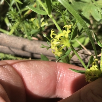 Pimelea curviflora var. acuta at Cotter River, ACT - 28 Dec 2021 by Tapirlord