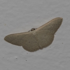 Scopula optivata (Varied Wave) at Higgins, ACT - 2 Jan 2022 by AlisonMilton