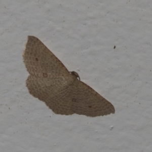 Epicyme rubropunctaria at Higgins, ACT - 3 Jan 2022