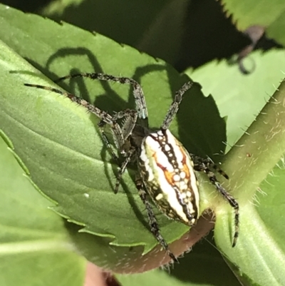 Plebs bradleyi (Enamelled spider) at Cotter River, ACT - 29 Dec 2021 by Tapirlord