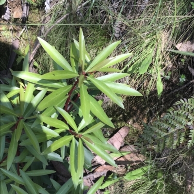 Tasmannia lanceolata (Mountain Pepper) at Cotter River, ACT - 28 Dec 2021 by Tapirlord