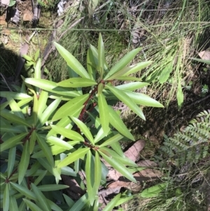 Tasmannia lanceolata at Cotter River, ACT - 29 Dec 2021