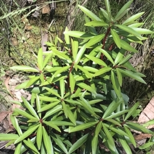 Tasmannia lanceolata at Cotter River, ACT - 29 Dec 2021 10:47 AM