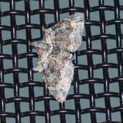 Phrissogonus laticostata (Apple looper moth) at Higgins, ACT - 31 Dec 2021 by AlisonMilton