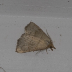 Meranda susialis (Three-lined Snout) at Higgins, ACT - 3 Jan 2022 by AlisonMilton