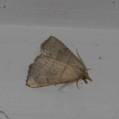 Meranda susialis (Three-lined Snout) at Higgins, ACT - 2 Jan 2022 by AlisonMilton