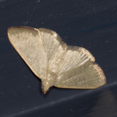 Ocrasa albidalis (A Pyralid moth) at Higgins, ACT - 6 Jan 2022 by AlisonMilton