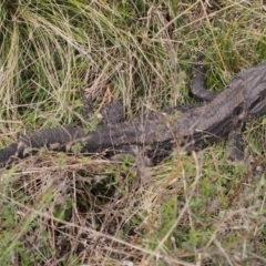 Pogona barbata (Eastern Bearded Dragon) at Chapman, ACT - 19 Sep 2021 by BarrieR