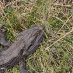 Pogona barbata at Chapman, ACT - suppressed