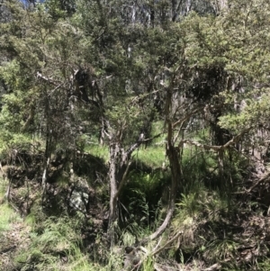 Leptospermum lanigerum at Cotter River, ACT - 29 Dec 2021