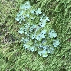 Unidentified Lichen at Namadgi National Park - 29 Dec 2021 by Tapirlord
