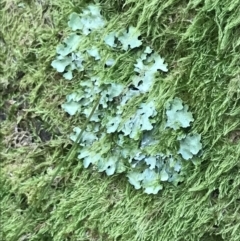 Unidentified Lichen at Cotter River, ACT - 29 Dec 2021 by Tapirlord