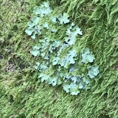 Unidentified Lichen at Namadgi National Park - 29 Dec 2021 by Tapirlord