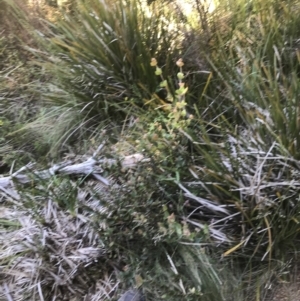 Platylobium montanum subsp. montanum at Cotter River, ACT - 29 Dec 2021