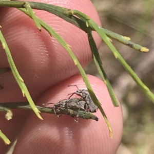 Curculionidae (family) at Cotter River, ACT - 29 Dec 2021