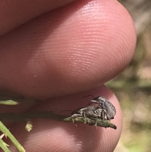 Curculionidae (family) at Cotter River, ACT - 29 Dec 2021