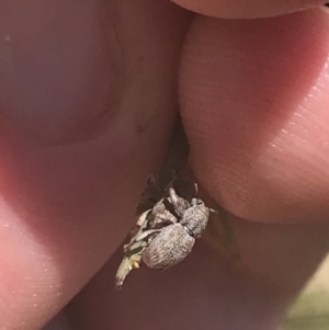 Curculionidae (family) at Cotter River, ACT - 29 Dec 2021