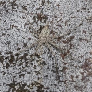 Tamopsis sp. (genus) at Higgins, ACT - 30 Dec 2021 10:57 AM