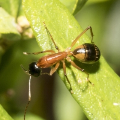 Camponotus consobrinus (Banded sugar ant) at Higgins, ACT - 21 Oct 2021 by AlisonMilton