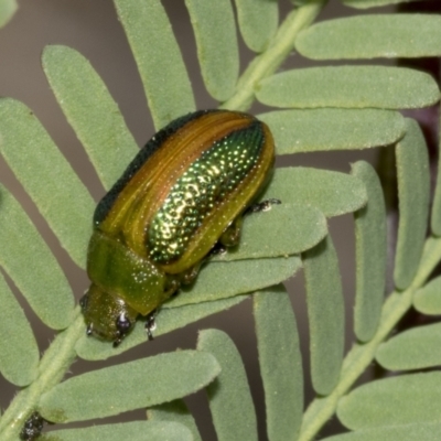 Calomela parilis (Leaf beetle) at Molonglo Valley, ACT - 20 Oct 2021 by AlisonMilton