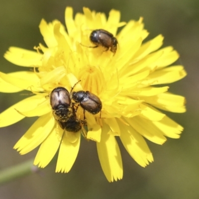 Liparetrus sp. (genus) (Chafer beetle) at Dunlop, ACT - 7 Dec 2021 by AlisonMilton