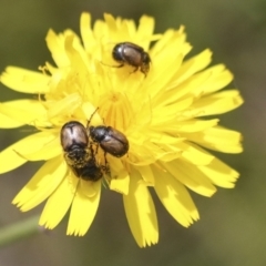 Automolius sp. (genus) at Dunlop, ACT - 7 Dec 2021