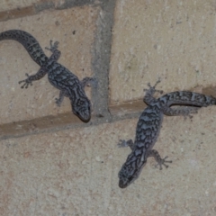 Christinus marmoratus (Southern Marbled Gecko) at Higgins, ACT - 5 Dec 2021 by AlisonMilton