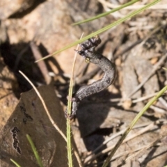 Geometridae (family) IMMATURE (Unidentified IMMATURE Geometer moths) at Bruce, ACT - 30 Dec 2021 by AlisonMilton