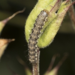 Helicoverpa (genus) (A bollworm) at Higgins, ACT - 21 Dec 2021 by AlisonMilton