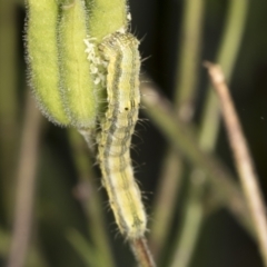 Helicoverpa (genus) at Higgins, ACT - 22 Dec 2021