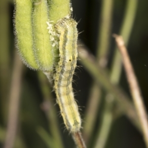 Helicoverpa (genus) at Higgins, ACT - 22 Dec 2021