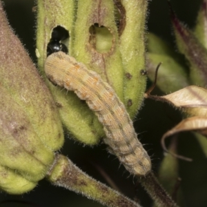 Helicoverpa (genus) at Higgins, ACT - 22 Dec 2021