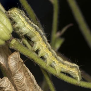 Helicoverpa (genus) at Higgins, ACT - 22 Dec 2021