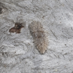 Ledromorpha planirostris (A leafhopper) at Higgins, ACT - 30 Dec 2021 by AlisonMilton